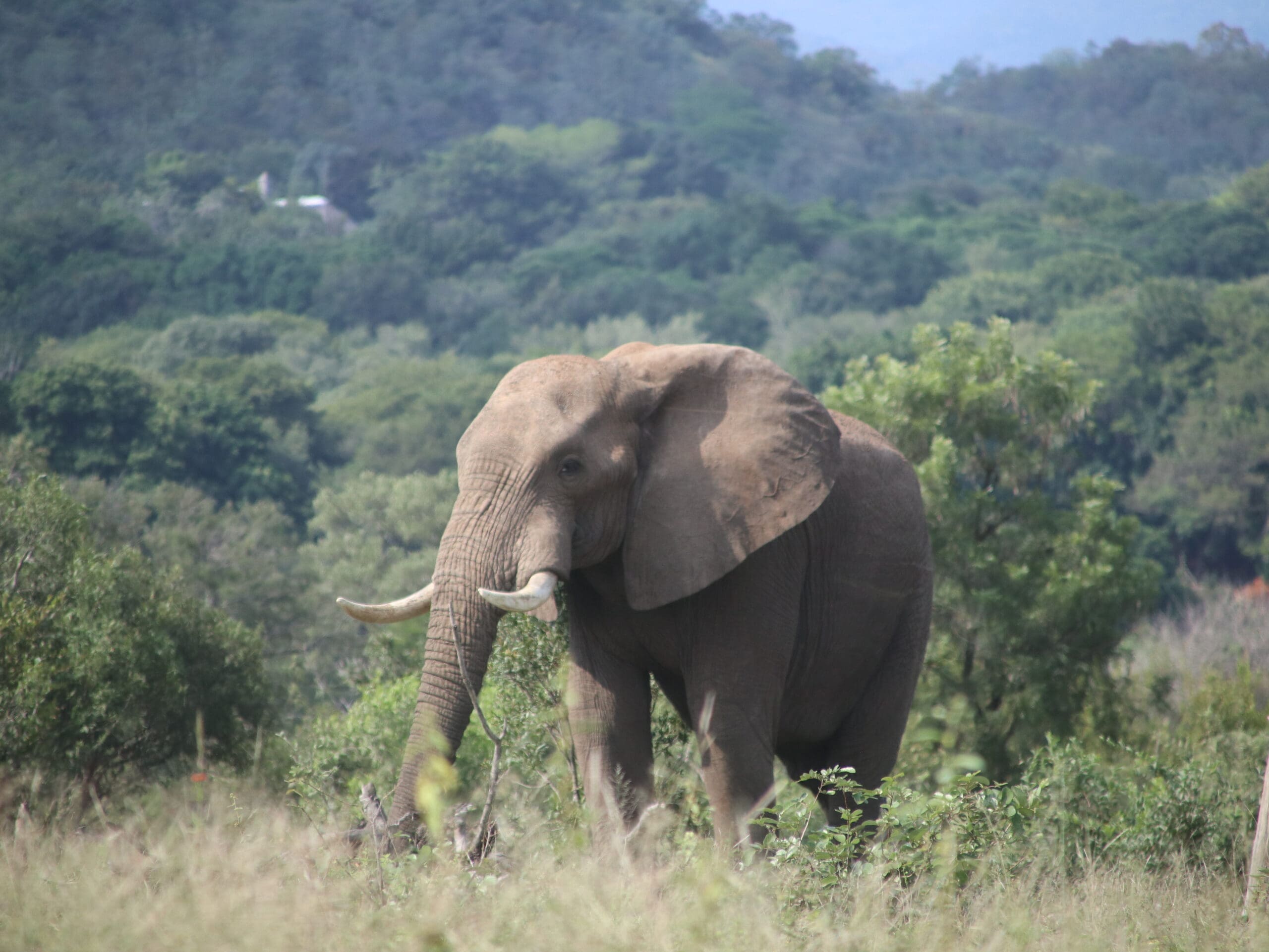 afrique elephant kruger