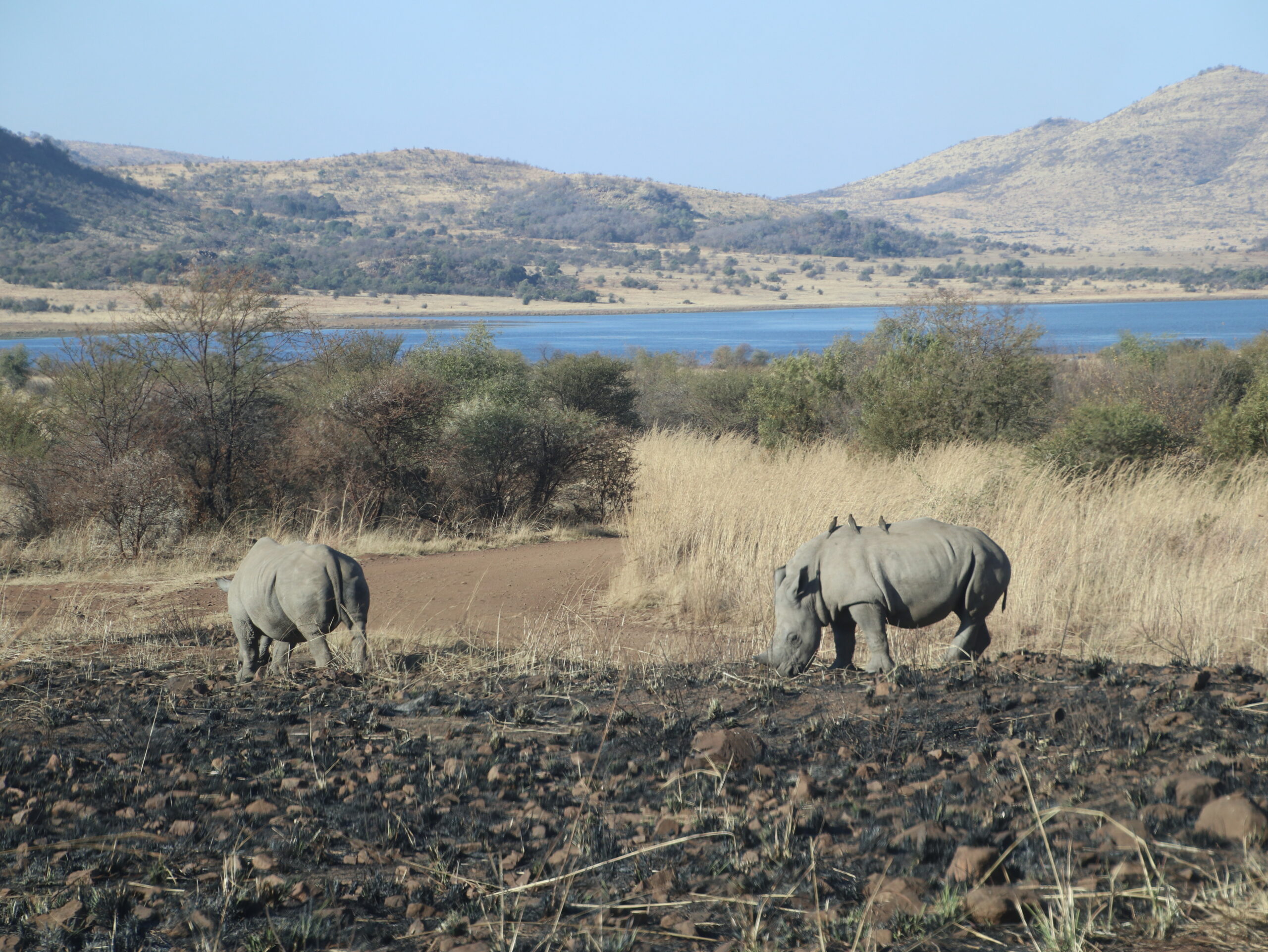 PILANESBERG1