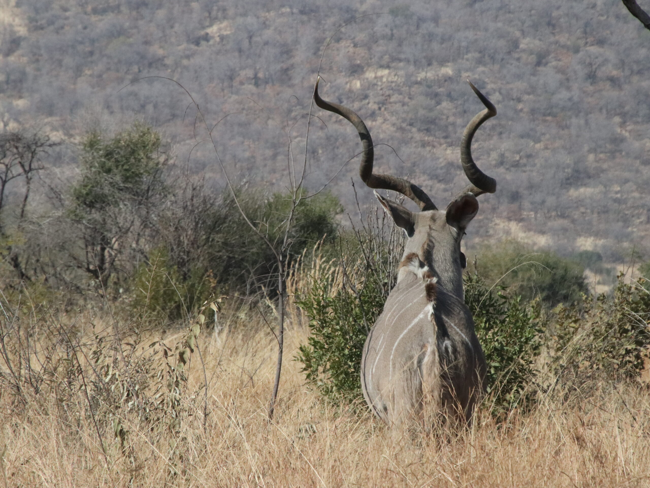 PILANESBERG2