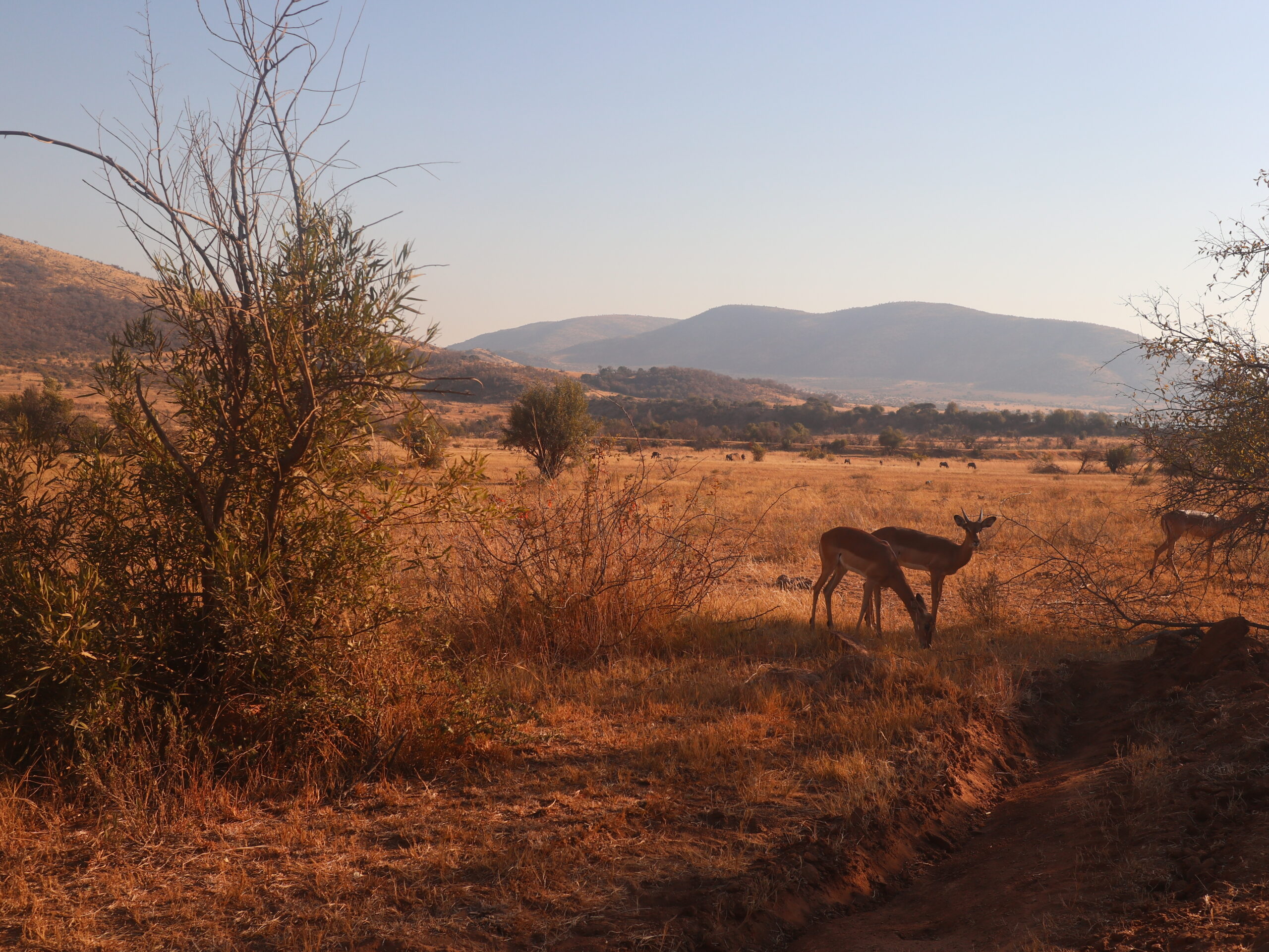 PILANESBERG3