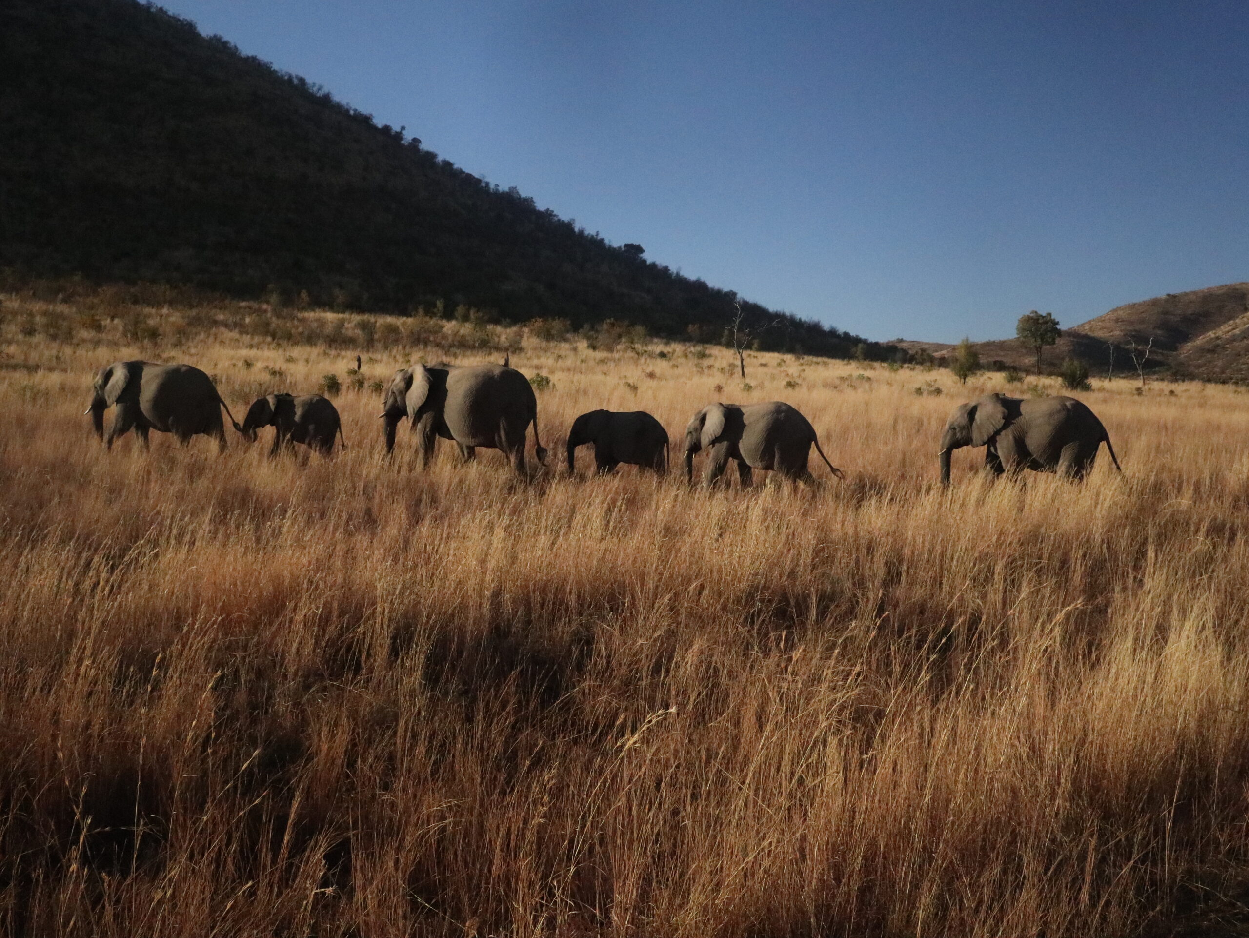PILANESBERG4
