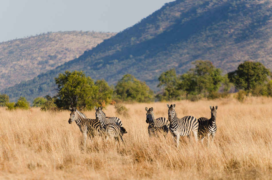 Zebra-Pilanesberg-Zuid-Afrika