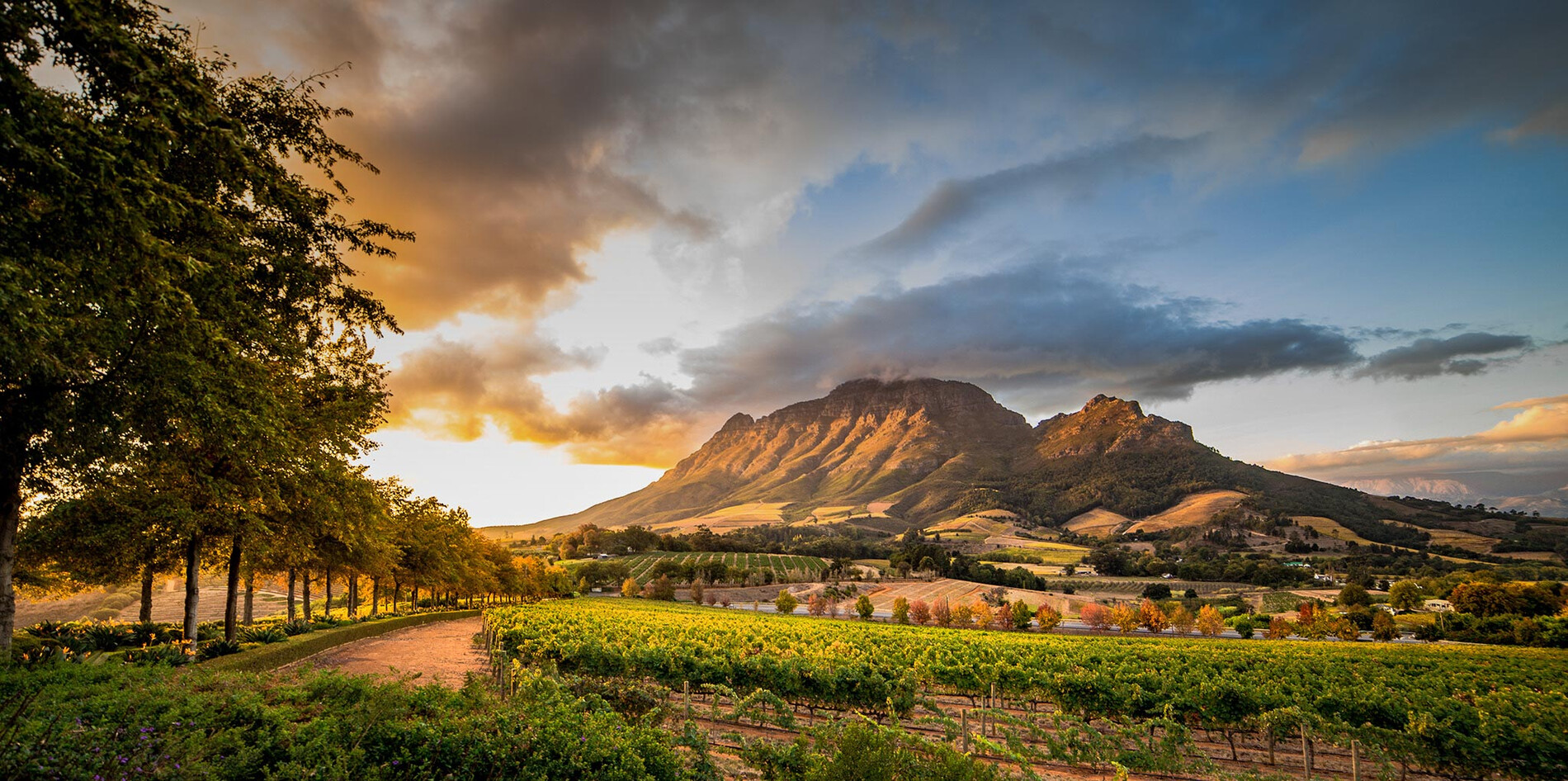 wine-region-near-stellenbosch-looking-at-simonsberg-in-south-africa-01.fd83f235