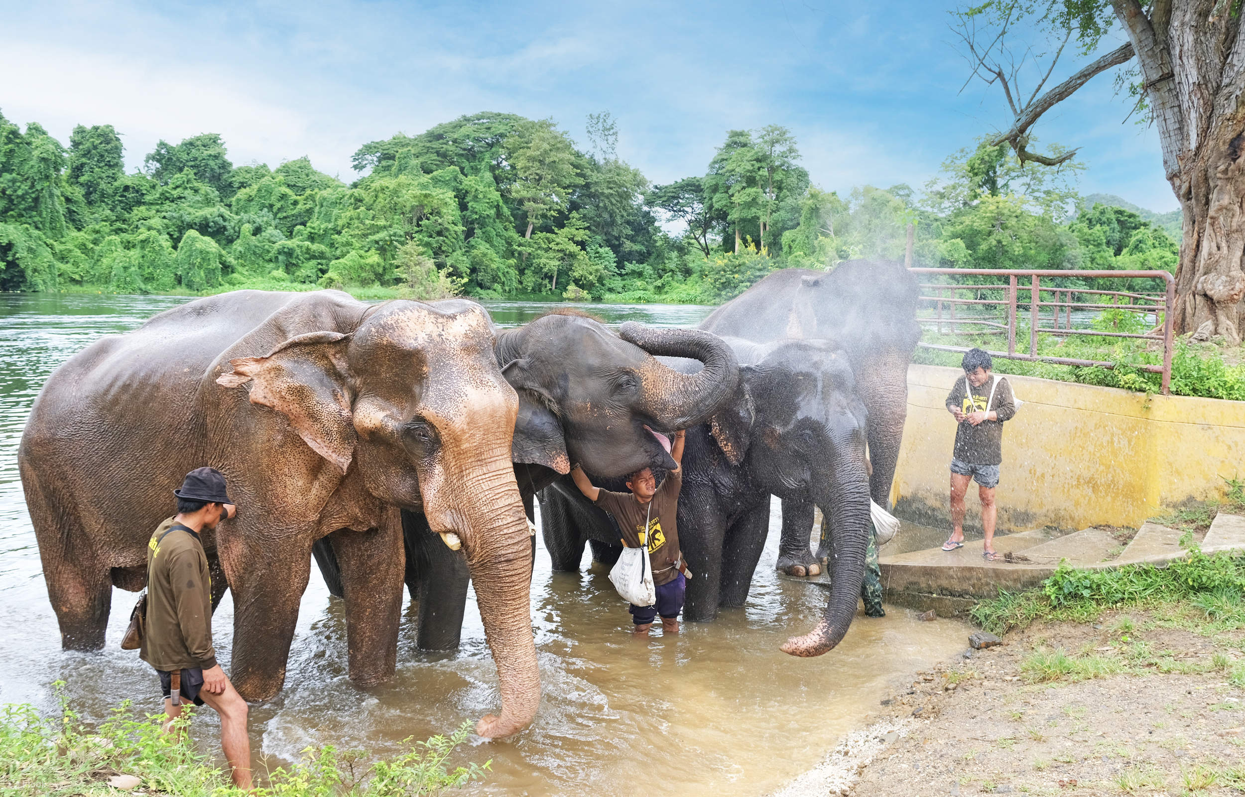 VisiteprivéedumondedeséléphantsdeKanchanaburiaudépartdeBangkok-KlookÉtats-Unis