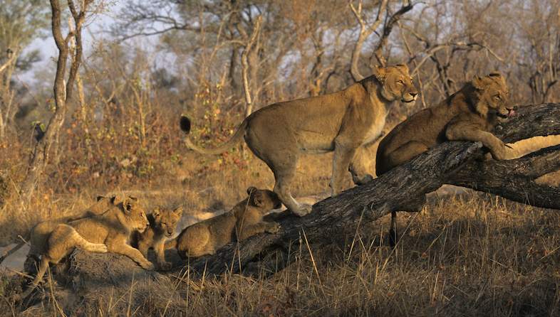 lion-pride-kruger-02-786x446