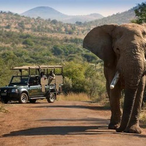 Afrique 4x4 elephant