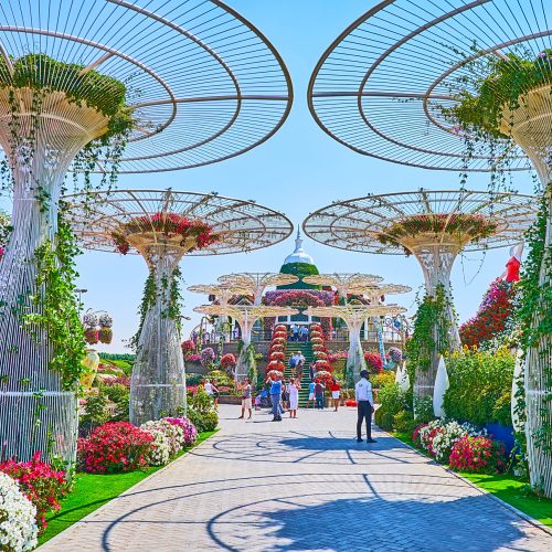 DUBAI, UAE - MARCH 5, 2020: Walk the picturesque alley with giant sunshades, petunia flower beds and viewing pavilion on the background, Miracle Garden, on March 5 in Dubai