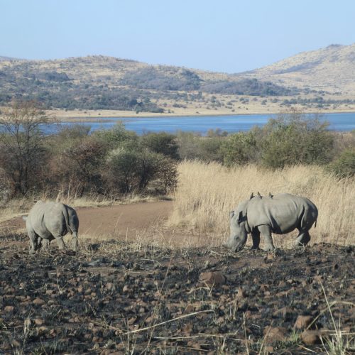 PILANESBERG1