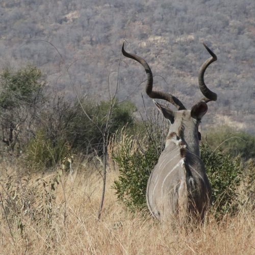 PILANESBERG2