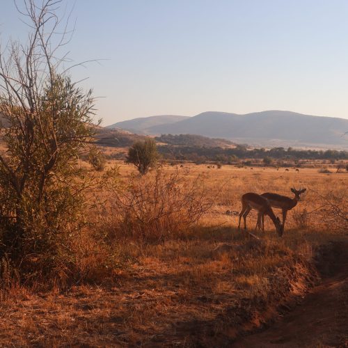 PILANESBERG3