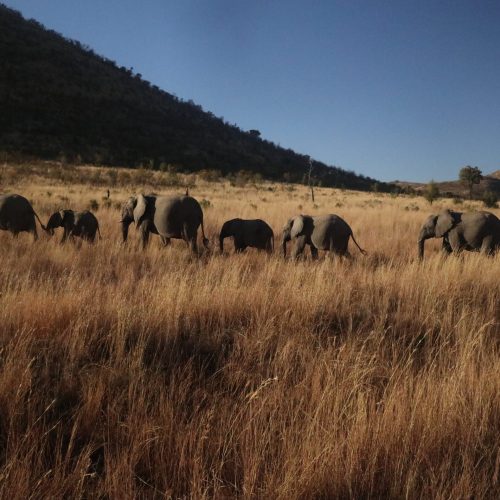 PILANESBERG4