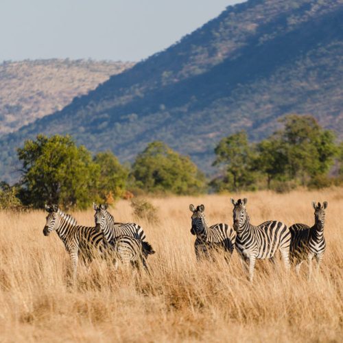 Zebra-Pilanesberg-Zuid-Afrika