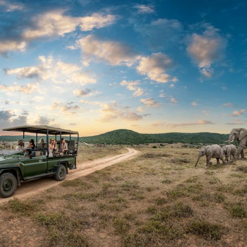 afrique-du-sud-safari-elephants-scaled
