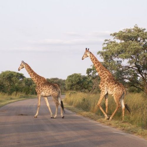 afrique girafe