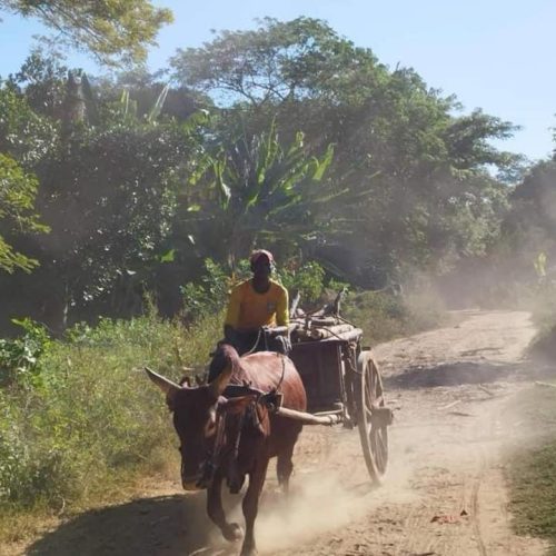 ecolodge_diana_1