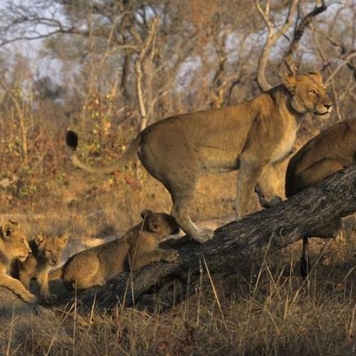 lion-pride-kruger-02-786x446