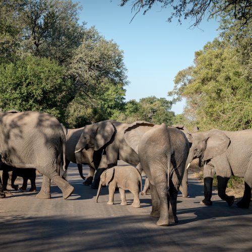 skukuza_safari_lodge5