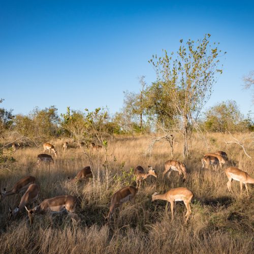 skukuza_safari_lodge6