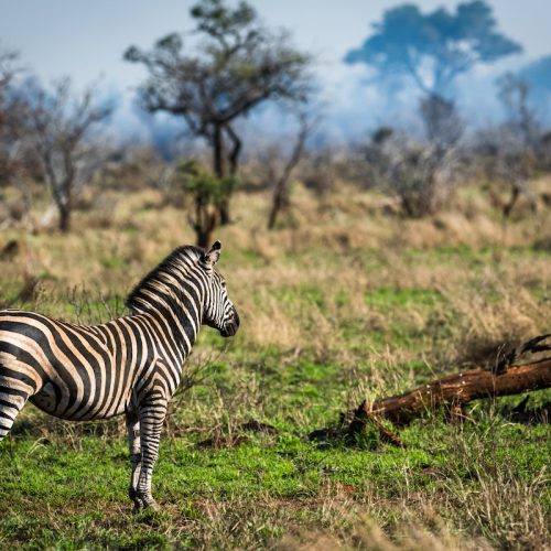 skukuza_safari_lodge7