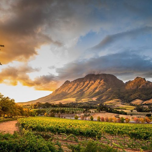 wine-region-near-stellenbosch-looking-at-simonsberg-in-south-africa-01.fd83f235